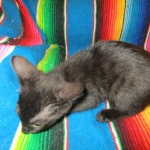 Savannah, F-6SBT, Black on Black, Female, DOB 4-20-17