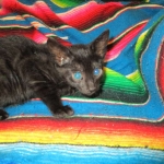 Savannah, F-6SBT, Black on Black, Female, DOB 4-20-17