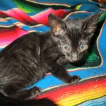 Savannah, F-6SBT, Black on Black, Female, DOB 4-20-17