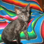 Savannah, F-6SBT, Black on Black, Female, DOB 4-20-17