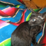 Savannah, F-6SBT, Black on Black, Female, DOB 4-20-17