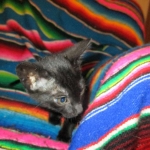 Savannah, F-6SBT, Black on Black, Female, DOB 4-20-17