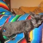 Savannah, F-6SBT, Black on Black, Female, DOB 4-20-17