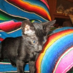 Savannah, F-6SBT, Black on Black, Female, DOB 4-20-17