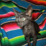 Savannah, F-6SBT, Black on Black, Female, DOB 4-20-17