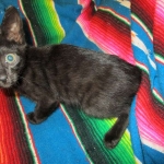 Savannah, F-6SBT, Black on Black, Female, DOB 4-20-17