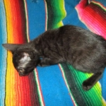 Savannah, F-6SBT, Black on Black, Female, DOB 4-20-17