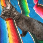 Savannah, F-6SBT, Black on Black, Female, DOB 4-20-17