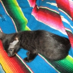 Savannah, F-6SBT, Black on Black, Female, DOB 4-20-17