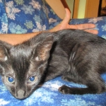 Savannah, F-6SBT, Black on Black, Female, DOB 4-20-17