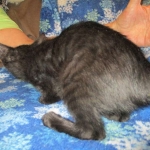 Savannah, F-6SBT, Black on Black, Female, DOB 4-20-17