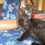 Savannah, F-6SBT, Black on Black, Female, DOB 4-20-17