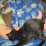 Savannah, F-6SBT, Black on Black, Female, DOB 4-20-17