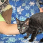 Savannah, F-6SBT, Black on Black, Female, DOB 4-20-17