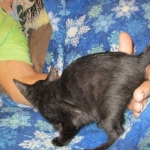 Savannah, F-6SBT, Black on Black, Female, DOB 4-20-17