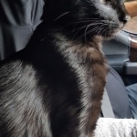 Sameen Chip Profile
