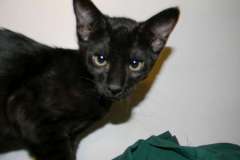 Sabu Savannah F-6SBT Black on Black male DOB 10-8-14