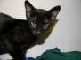 Sabu Savannah F-6SBT Black on Black male DOB 10-8-14