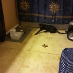 Magic, Savannah, Black on Black Male, DOB 4-20-17