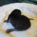 Savannah, Black on Black Male, DOB 4-20-17