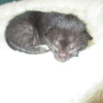 Savannah, Black on Black Male, DOB 4-20-17