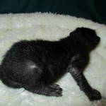 Savannah, Black on Black Male, DOB 4-20-17