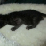 Savannah, Black on Black Male, DOB 4-20-17