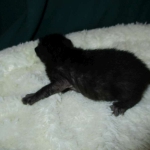 Savannah, Black on Black Male, DOB 4-20-17