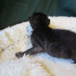 Savannah, Black on Black Male, DOB 4-20-17