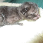 Savannah, Black on Black Male, DOB 4-20-17