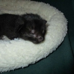 Savannah, Black on Black Male, DOB 4-20-17