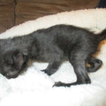 Savannah, Black on Black Male, DOB 4-20-17