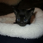 Savannah, Black on Black Male, DOB 4-20-17