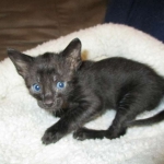 Savannah, Black on Black Male, DOB 4-20-17