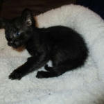 Savannah, Black on Black Male, DOB 4-20-17