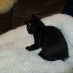 Savannah, Black on Black Male, DOB 4-20-17