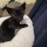 Savannah, Black on Black Male, DOB 4-20-17