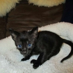 Savannah, Black on Black Male, DOB 4-20-17