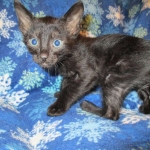 Savannah, Black on Black Male, DOB 4-20-17