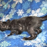 Savannah, Black on Black Male, DOB 4-20-17