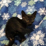 Savannah, Black on Black Male, DOB 4-20-17
