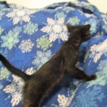 Savannah, Black on Black Male, DOB 4-20-17