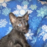 Savannah, Black on Black Male, DOB 4-20-17