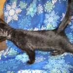 Savannah, Black on Black Male, DOB 4-20-17