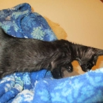 Savannah, Black on Black Male, DOB 4-20-17