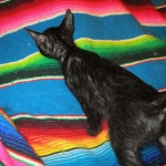 Savannah, Black on Black Male, DOB 4-20-17