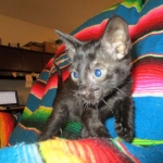 Savannah, Black on Black Male, DOB 4-20-17