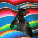 Savannah, Black on Black Male, DOB 4-20-17