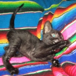 Savannah, Black on Black Male, DOB 4-20-17