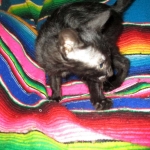 Savannah, Black on Black Male, DOB 4-20-17